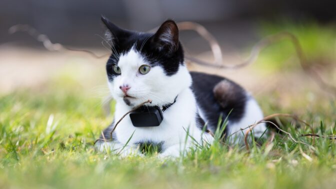 Comment choisir : collier GPS pour chat sans abonnement