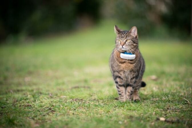 Meilleur collier GPS pour chat sans abonnement 2024 : comparatif et guide  d'achat
