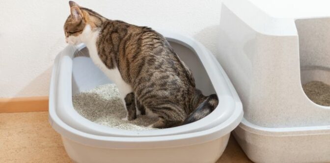 Pourquoi acheter : litière pour chat en appartement