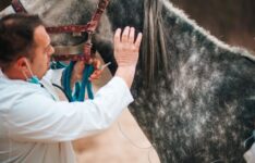Les meilleures assurances cheval