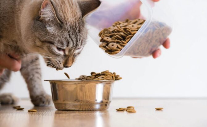 Les meilleures croquettes pour chat stérilisé 1 Les meilleures croquettes pour chat stérilisé