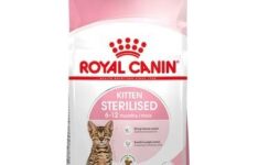 croquettes pour chat stérilisé - Royal Canin Kitten Sterilised – 6 à 12 mois
