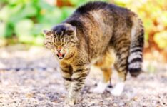 Les meilleurs anti-stress pour chat