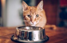 Les meilleures gamelles pour chat