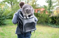 Les meilleurs sacs à dos pour chat