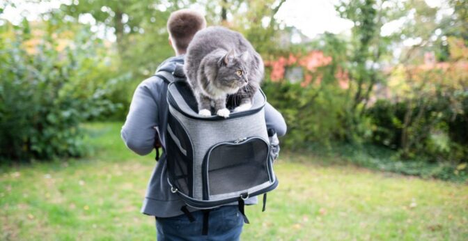 Les meilleurs sacs à dos pour chat 1 Les meilleurs sacs à dos pour chat