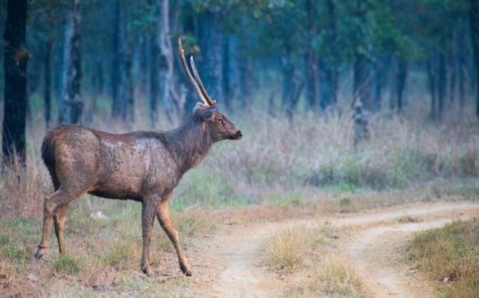 Les meilleures caméras de chasse 1