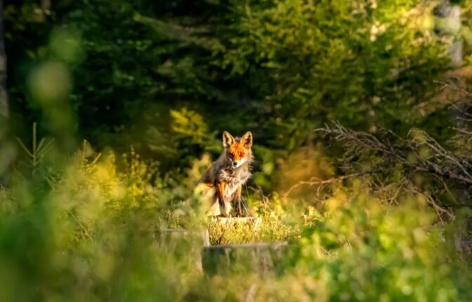 Pourquoi acheter : caméra de chasse