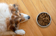 Les meilleures croquettes pour chien souffrant d’arthrose